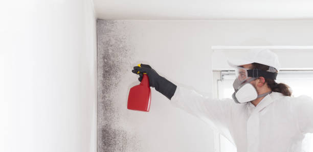 Best Mold Testing  in Ash Flat, AR